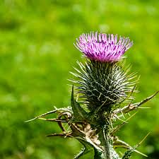 The Flower of Scotland